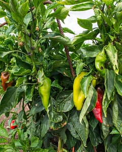 champs de pimentos
