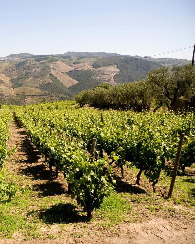 vignes de la vallée du dao