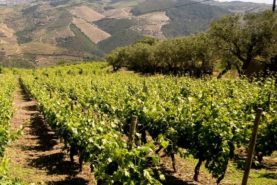vignes